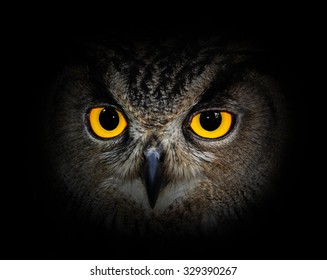 Eyes Eagle Owl On Black Background