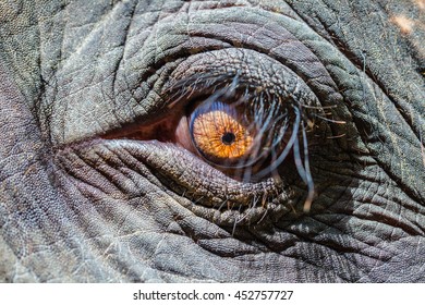 In the eyes of an Elephant