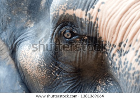 Similar – proboscidean Elephant Old