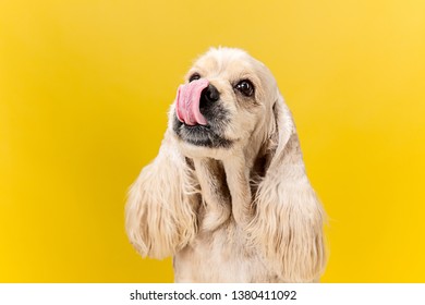 Eyes full of joy. American spaniel puppy. Cute groomed fluffy doggy or pet is sitting isolated on yellow background. Studio photoshot. Negative space to insert your text or image. - Shutterstock ID 1380411092