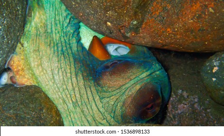 The Eyes Of The Giant Squid Between The Rock Gorges