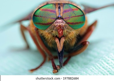 Eyes of an insect. Portrait of a Gadfly (Fly).Hybomitra horse fly head closeup 