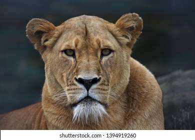 The Eyes of the Lioness
