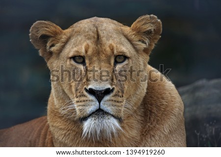 The Eyes of the Lioness