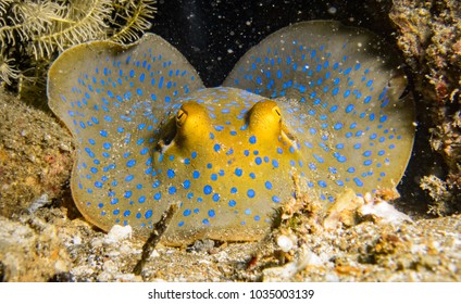 Eyes Of A Mimic Octopus