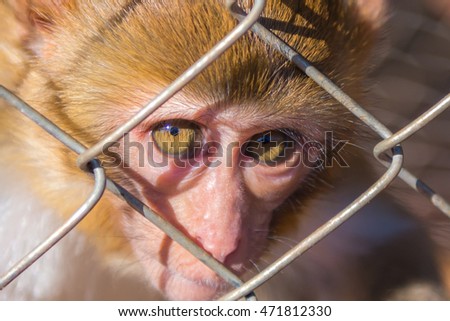 Eyes of a monkey in a cage.