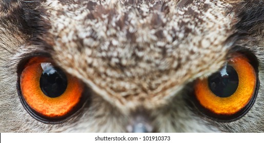 Eyes Of Owl Eagle Very Close Up With Small Depth Of Field