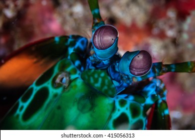 20 Mantis Shrimp Has Life Images, Stock Photos & Vectors | Shutterstock