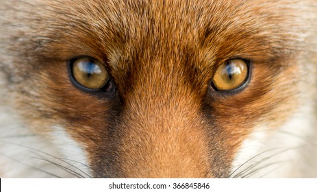 Eyes of the Red European Fox
