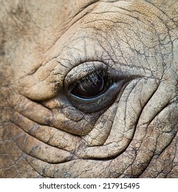 Eyes and skin of white rhino