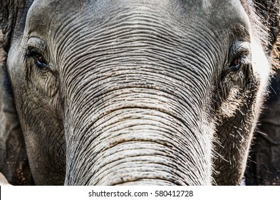 The Eyes of Thai Elephant