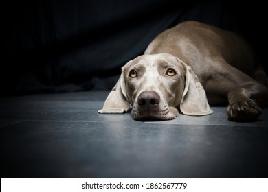 The Eyes Of A Weimaraner Dog