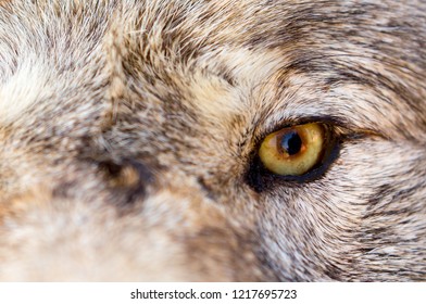 Eyes Wolf Close Look Predator Stock Photo (Edit Now) 1217695723