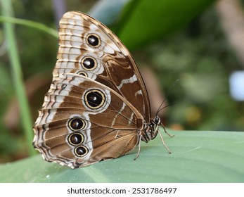Eyespots on the underside of the wing of a blue morph butterfly Morpho peleides
