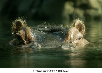eye-to-eye with hippo