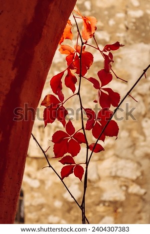 Similar – Wallflower. Fruit