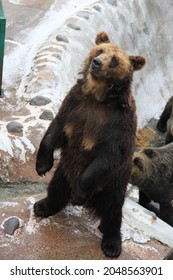 The Ezo Brown Bear Is Upright.