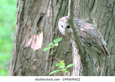 Ezo Owl On A Tree