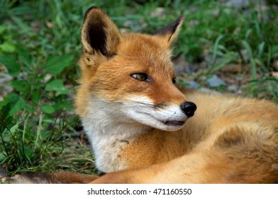 Ezo Red Fox