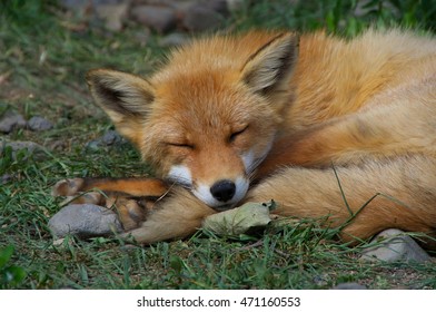 Ezo Red Fox