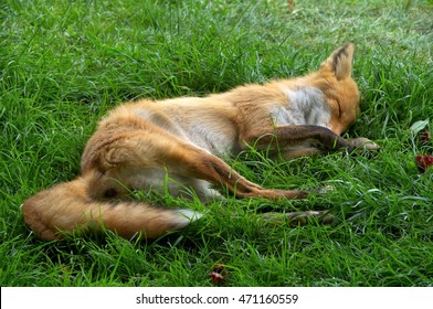 Ezo Red Fox