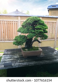 Ezo Spruce Bonsai In Japan Garden