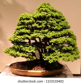 Ezo Spruce Bonsai Tree