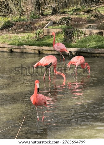 F l a m e n g o Beatiful