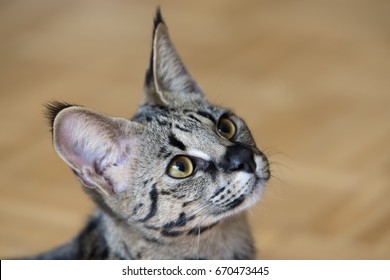 F1 Savannah Cat