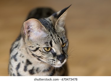 F1 Savannah Cat