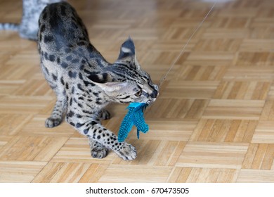 F1 Savannah Cat