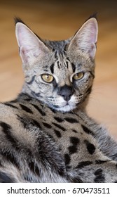 F1 Savannah Cat