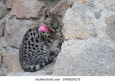 Savannah Domestic Cat Snimky Stock Fotografie A Vektory Shutterstock