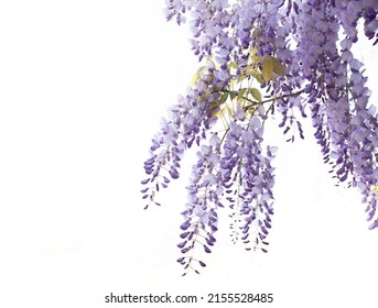 Fabaceae flower in Spring on isolate white background - Powered by Shutterstock