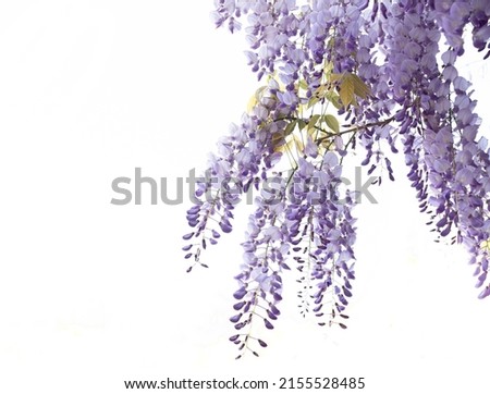 Fabaceae flower in Spring on isolate white background