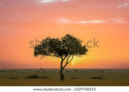 A fabaceae tree on the savannah in the Maasai Mara preserve, Kenya Africa