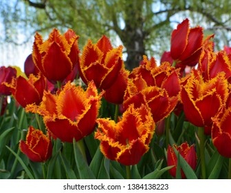 Fabio Style Frilled Tulips In Bunch