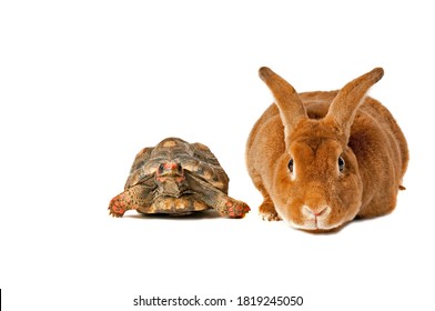 The Fabled Tortoise And Hare At The Start Line Isolated On White