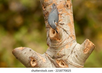 The Fabolous Eurasian Nuthatch Landed On A Feeder Log Foraging For Seeds, Nuts, Dried Mealworms And Suet Cake, Fat Cake. Sunflower Seed In The Beak, Europe.Birds On Feeder. Adorable Upside Down Bird.