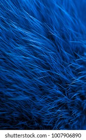 Fabric Texture Fur Blue Background.