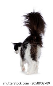 Fabulous black and white female adult Maine Coon cat, walking away from camera.Tail up showing butt hole. Isolated on a white background.