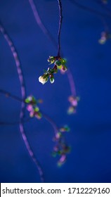 Fabulous blossoming almond branch with green leaves in bokeh style at night. Spring fresh flowers outdoors closeup. Web banner with white flowers with purpul core on the dark blue background - Shutterstock ID 1712229160