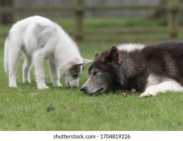 The Fabulous Canadian Eskimo Dog