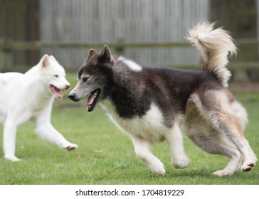 The Fabulous Canadian Eskimo Dog