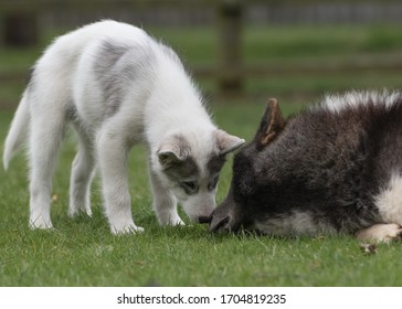 The Fabulous Canadian Eskimo Dog