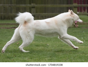 The Fabulous Canadian Eskimo Dog