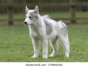 The Fabulous Canadian Eskimo Dog