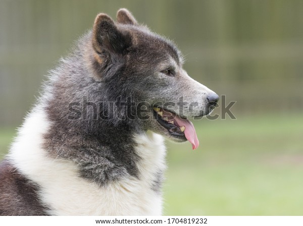 The fabulous Canadian Eskimo\
Dog