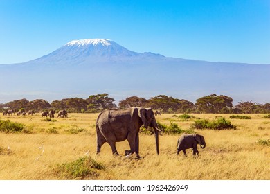 Fabulous Journey To The African Savannah. Herd Of Wild Elephants Grazes At The Foot Of Famous Mount Kilimanjaro. Africa. 