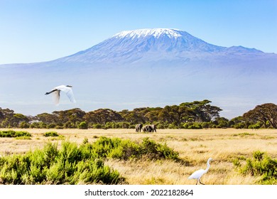 Fabulous Journey To The African Savannah. Herd Of Wild Elephants Grazes At The Foot Of Famous Mount Kilimanjaro. Africa. Great Egret Flying Over The Grass